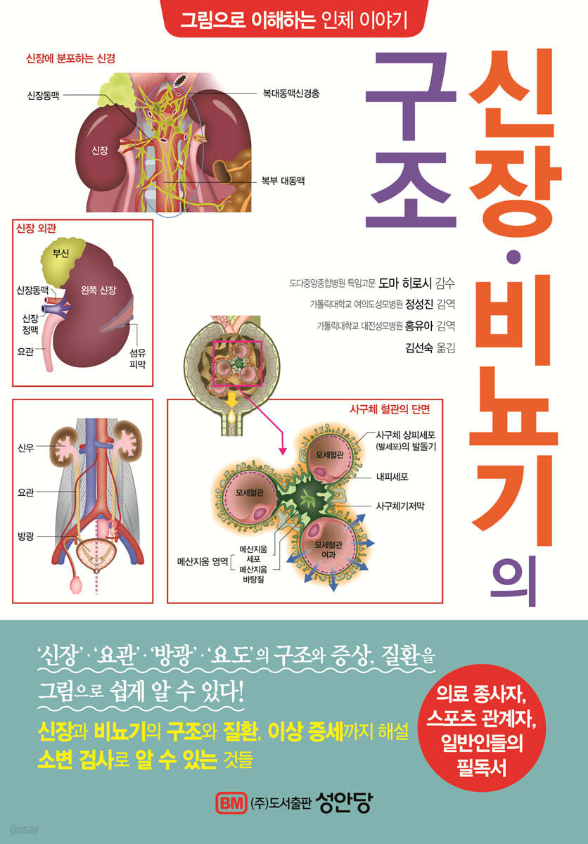 신장 비뇨기의 구조
