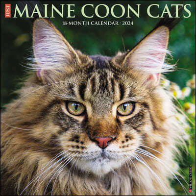 Just Maine Coon Cats 2024 12 X 12 Wall Calendar