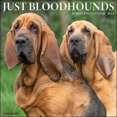 Just Bloodhounds 2024 12 X 12 Wall Calendar