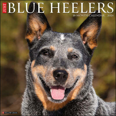 Just Blue Heelers 2024 12 X 12 Wall Calendar