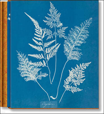 Anna Atkins. Cyanotypes