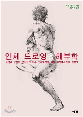 인체 드로잉 & 해부학
