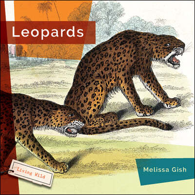 Leopards