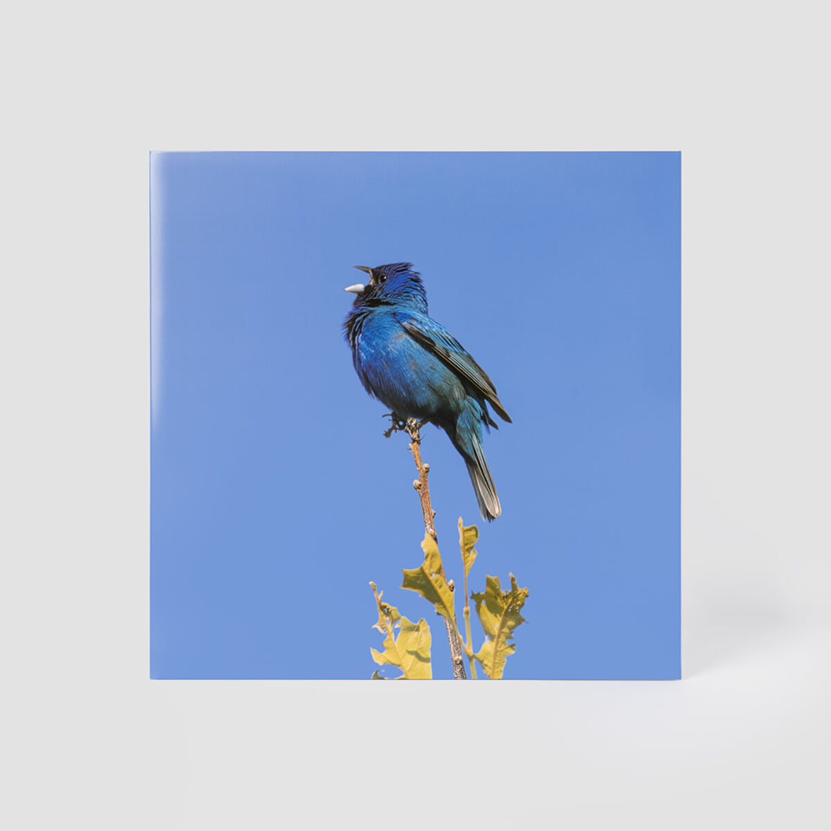 윤지영 - Blue bird [투명 컬러 LP]