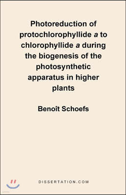 Photoreduction of Protochlorophyllide A to Chlorophyllide a During the Biogenesis of the Photosynthetic Apparatus in Higher Plants