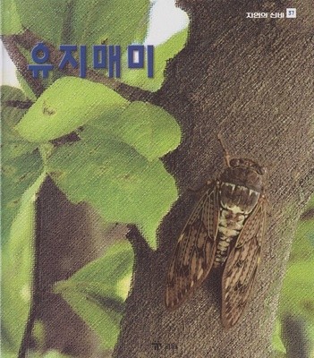 유지매미 (자연의 신비, 37)