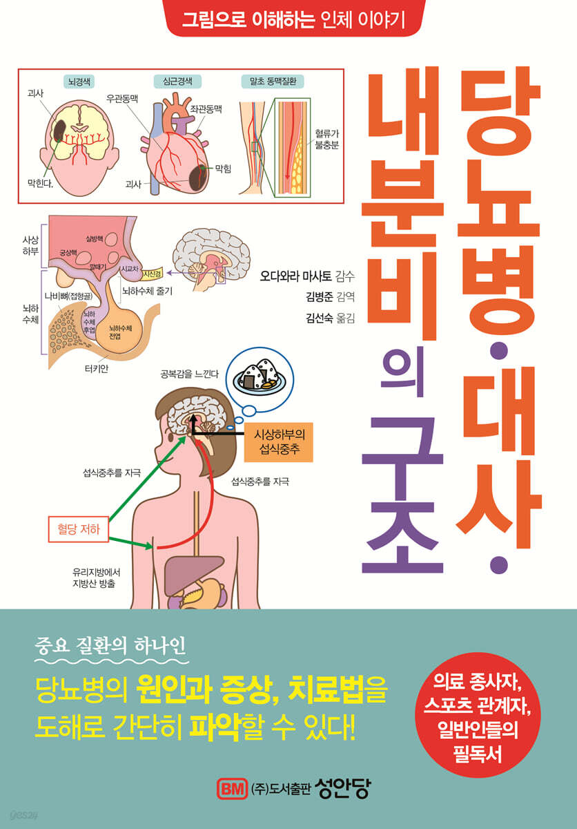당뇨병 대사 내분비의 구조  