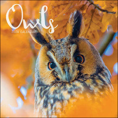 Owls Mini Calendar 2024