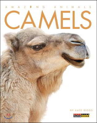 Camels