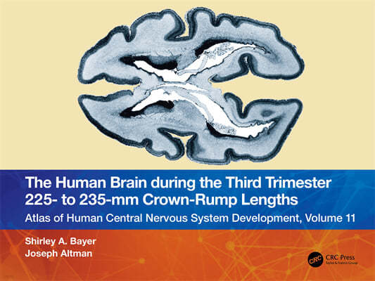 Human Brain during the Third Trimester 225? to 235?mm Crown-Rump Lengths