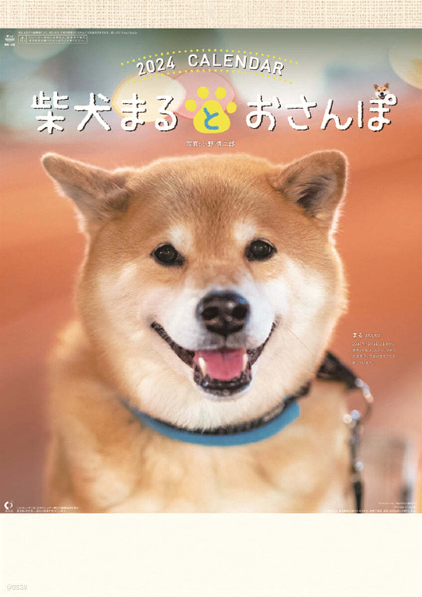 柴犬まるとおさんぽ 2024年 カレンダ-   