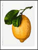 The Gourmand's Lemon. a Collection of Stories and Recipes