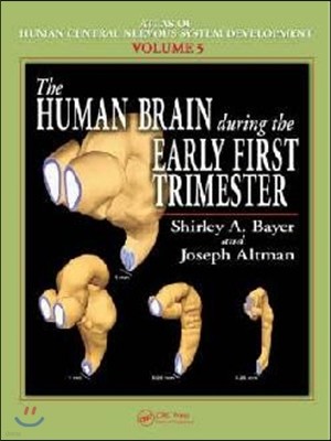 Human Brain During the Early First Trimester