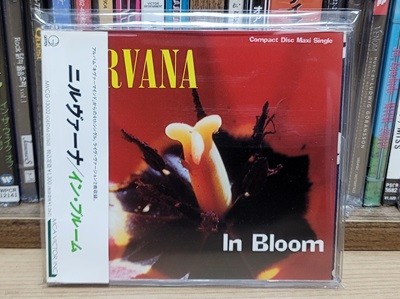 (일본반) Nirvana - In Bloom (Single)