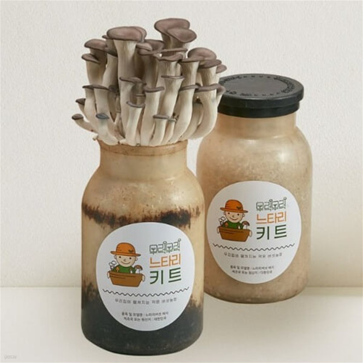 느타리 버섯 키우기 키트 2입