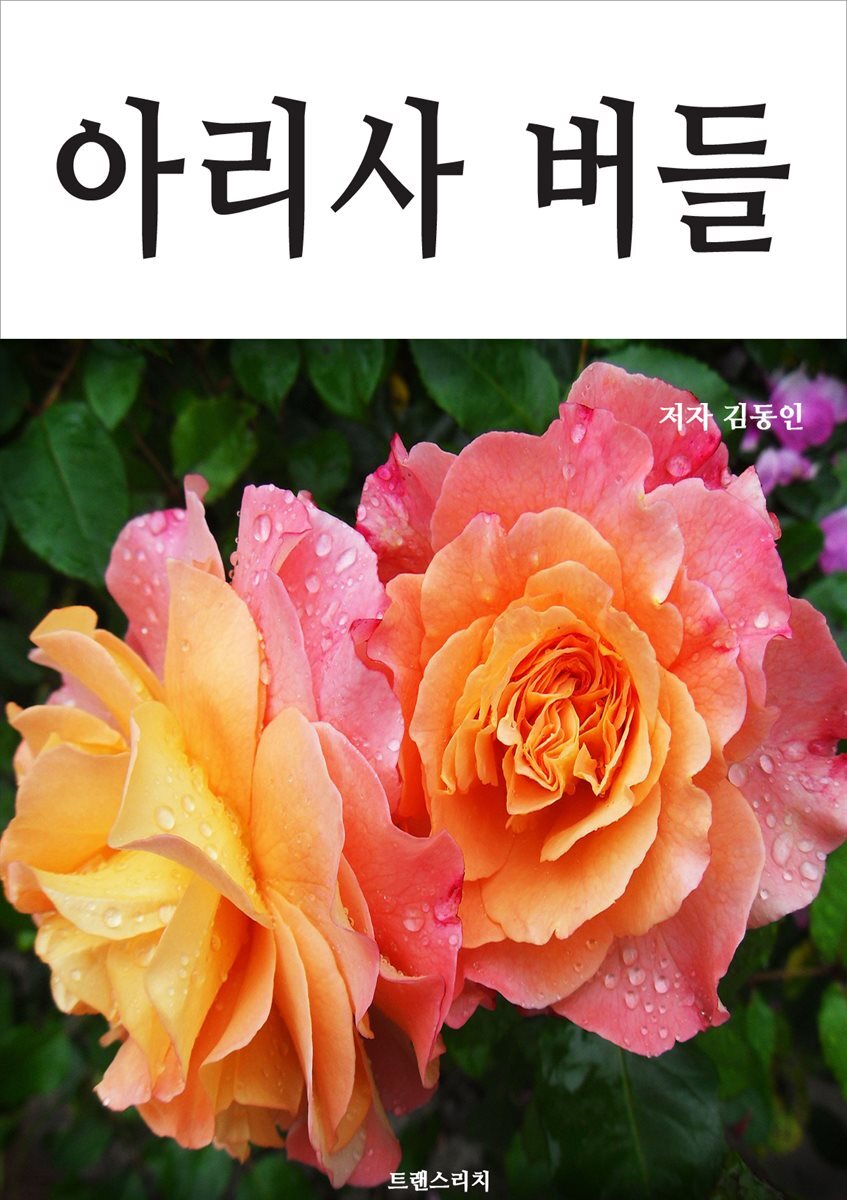 아리사 버들