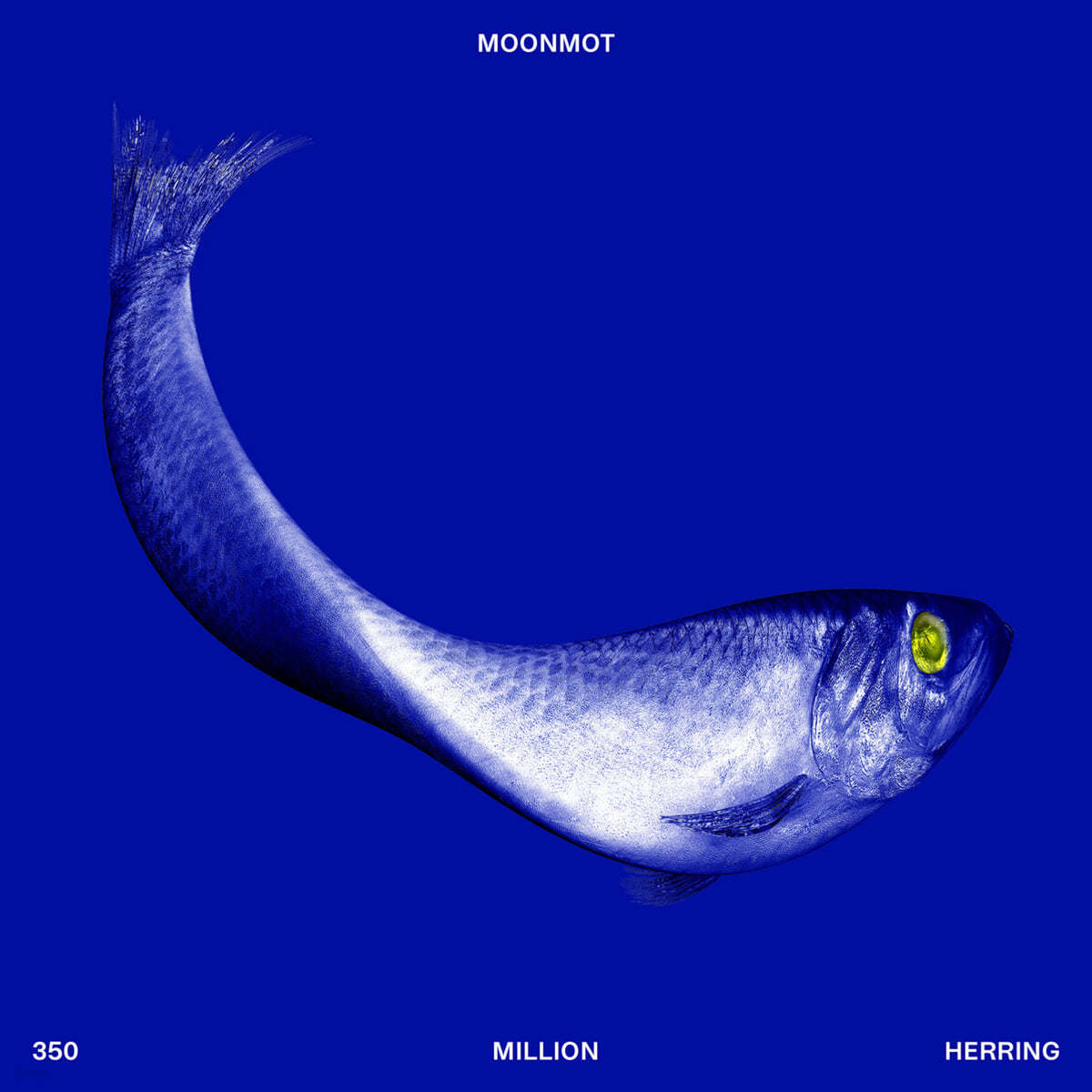 Moonmot (문모트) - 350 Million Herring