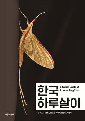한국 하루살이