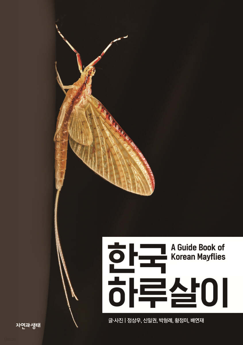 한국 하루살이