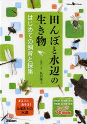 田んぼと水邊の生き物 はじめての飼育と採