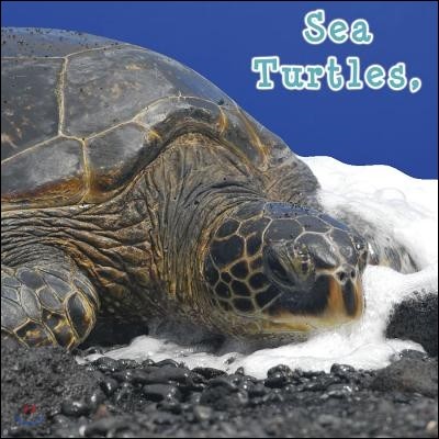 Sea Turtles, What Do You Do?