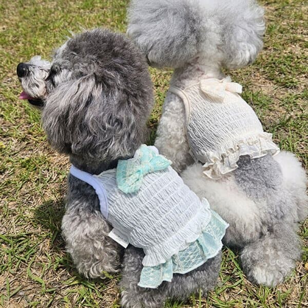 애견 리본 프릴 레이스 크롭티 나시 올인원 봄여름옷