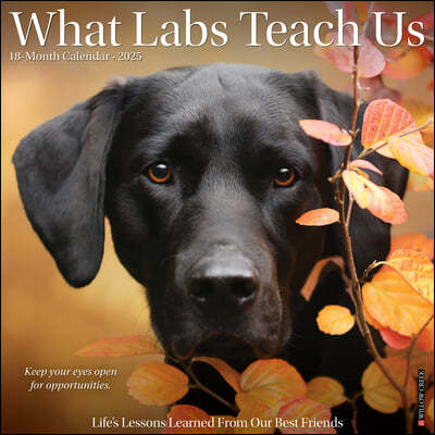 What Labs Teach Us 2025 12 X 12 Wall Calendar