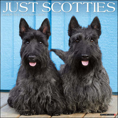 Just Scotties 2025 12 X 12 Wall Calendar