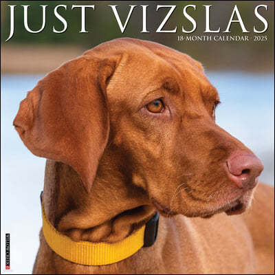 Just Vizslas 2025 12 X 12 Wall Calendar