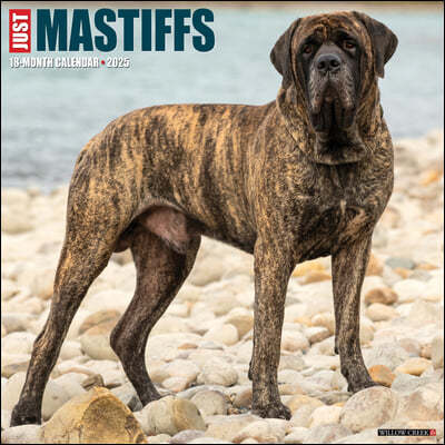 Just Mastiffs 2025 12 X 12 Wall Calendar