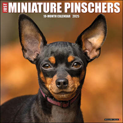 The Just Miniature Pinschers 2025 12 X 12 Wall Calendar