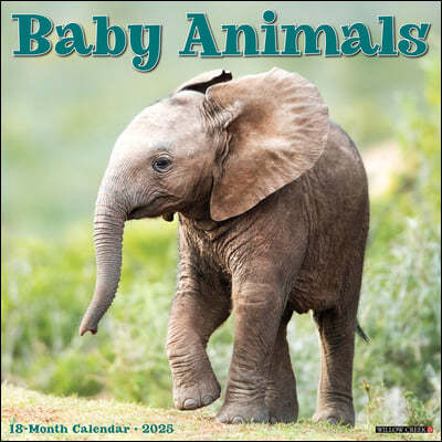 Baby Animals 2025 12 X 12 Wall Calendar