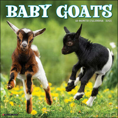 Baby Goats 2025 12 X 12 Wall Calendar