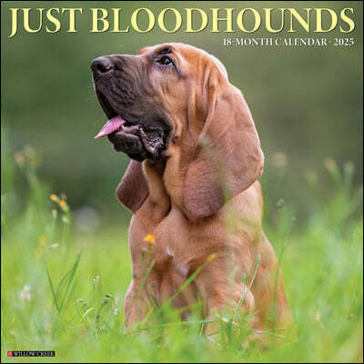 Just Bloodhounds 2025 12 X 12 Wall Calendar