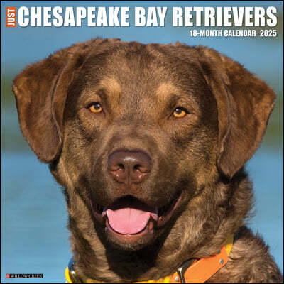 Just Chesapeake Bay Retrievers 2025 12 X 12 Wall Calendar