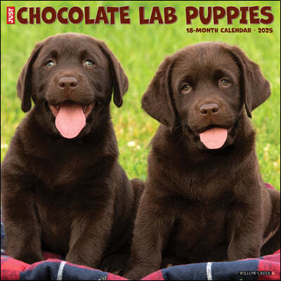 Just Chocolate Lab Puppies 2025 12 X 12 Wall Calendar