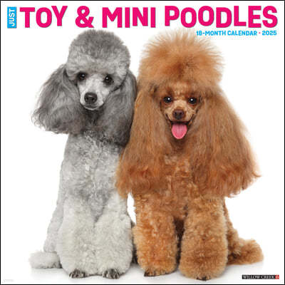 Just Toy & Miniature Poodles 2025 12 X 12 Wall Calendar