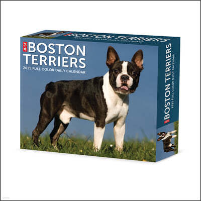 Boston Terriers 2025 6.2 X 5.4 Box Calendar