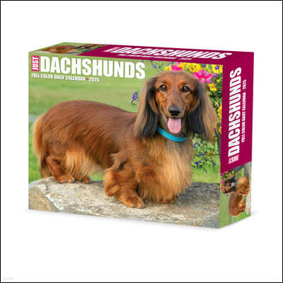 Dachshunds 2025 6.2 X 5.4 Box Calendar