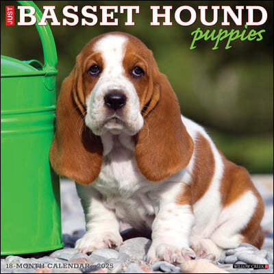 Just Basset Hound Puppies 2025 12 X 12 Wall Calendar