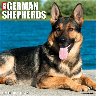 Just German Shepherds 2025 12 X 12 Wall Calendar