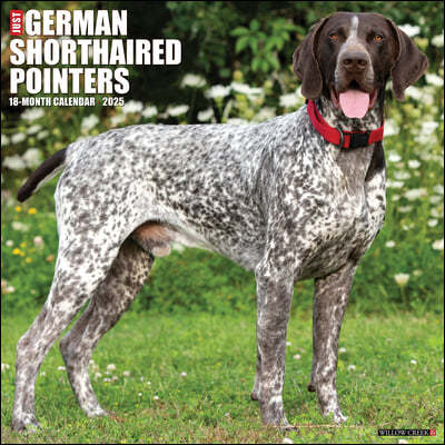 Just German Shorthaired Pointers 2025 12 X 12 Wall Calendar