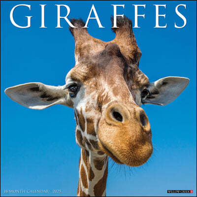 Giraffes 2025 12 X 12 Wall Calendar