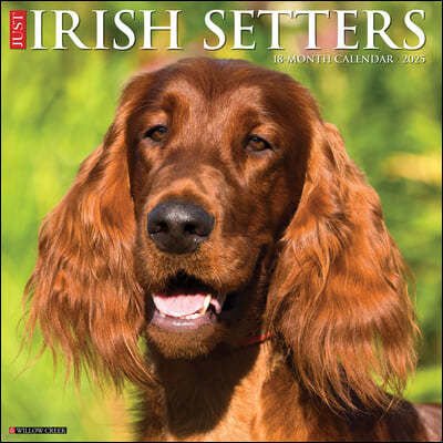 Just Irish Setters 2025 12 X 12 Wall Calendar