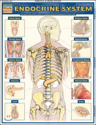 Endocrine System: Quickstudy Laminated Anatomy Reference Guide