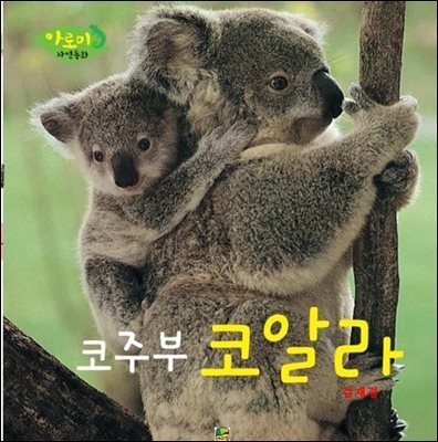 코주부 코알라