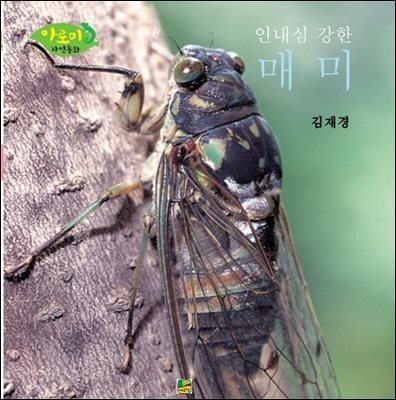 인내심 강한 매미
