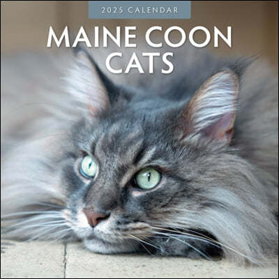 Maine Coon Cats 2025 Square Wall Calendar