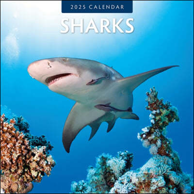 Sharks 2025 Square Wall Calendar