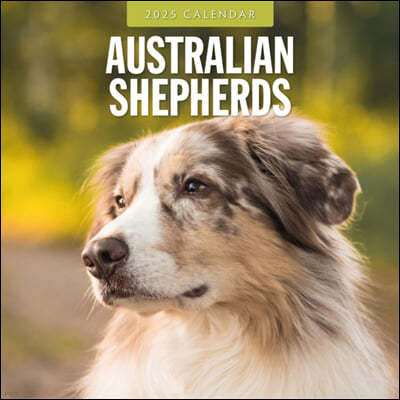 Australian Shepherds 2025 Square Wall Calendar